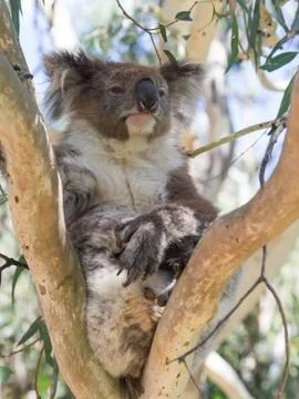 Koala sitting on eucalyptus Stock Photos
