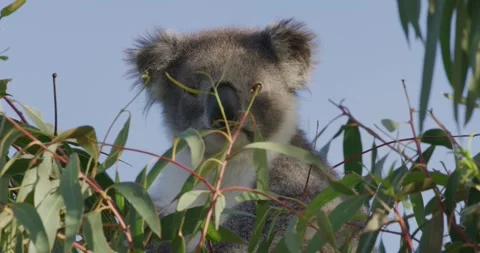 Koala Sitting in Eucalyptus With Soft Light Stock Footage 316870840
