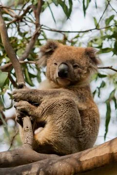 Koala sitting in eucalyptus tree Stock Photos