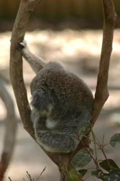 A koala sitting in the fork of a tree. Stock Photos