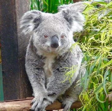 Koala sitting looking to camera Stock Photos