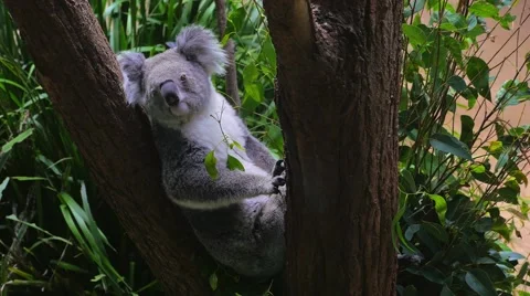 Koala sitting in a tree in 4k Stock Footage 49110851