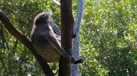 Koala sitting in a tree in 4k Stock Footage 55894173