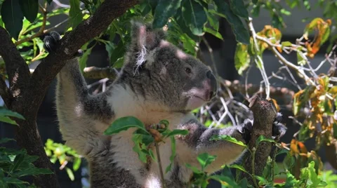 Koala sitting in a tree in 4k Stock Footage 58567808
