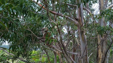 Koala sitting in a tree and eating eucalyptus leaves, Australia Stock Footage 330470444