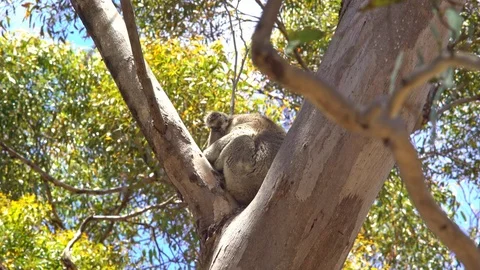 Koala sitting in tree Australia Stock-Footage 90497172