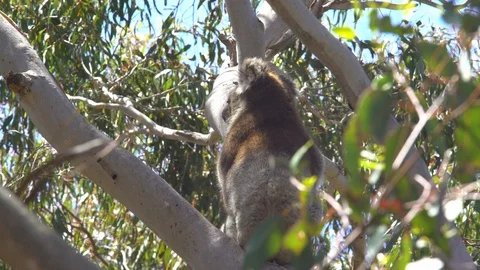 Koala sitting in tree Australia Stock Footage 90497177