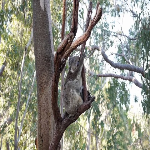 Koala sitting on tree branch in Australia Stock Footage 69493698