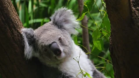 Koala sitting in a tree, closeup in 4k Stock Footage 49094892