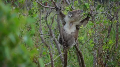 Koala Sitting in Tree Eating Leafs Stock Footage 303020941