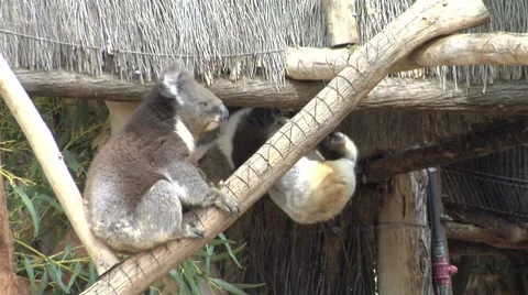 Koala sitting in a tree Stock Footage 8655166