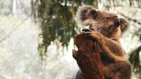 Koala sitting in a tree Stock Footage 8660266