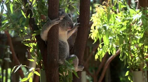 Koala sitting in tree Video stock 21227444