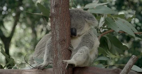 Koala sitting in tree Stock Footage 74681222