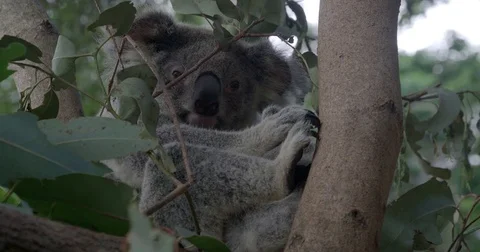 Koala sitting in tree Stock Footage 74683361