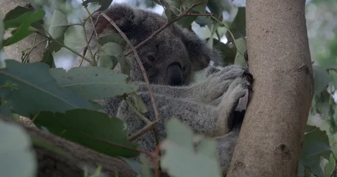 Koala sitting in tree Stock Footage 74684104