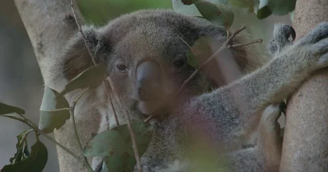 Koala sitting in tree Stock Footage 74685798