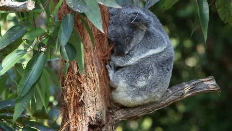 Koala sitting on the tree Stock Footage 93528595