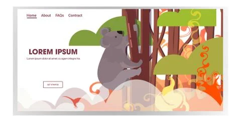 Koala sitting on tree forest fires in australia animals dying in wildfire bus Ilustración de archivo