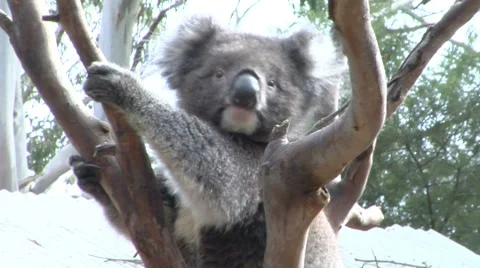 Koala sitting in a tree looking around Stock Footage 8654382