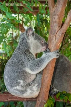 Koala sitting in a tree Stock Photos