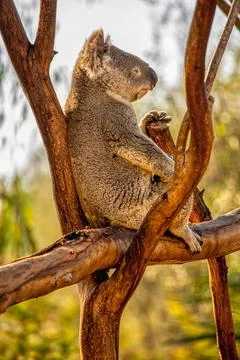 A Koala sitting in a tree Stock Photos
