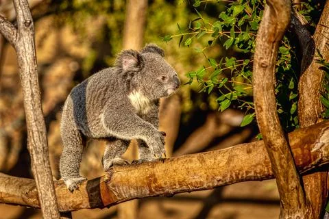 A Koala sitting in a tree Stock Photos