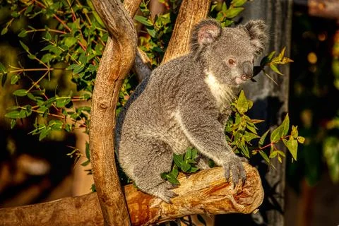 A Koala sitting in a tree Stock Photos