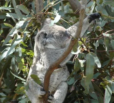 A koala sitting in a tree reaching for some leaves. Stock Photos