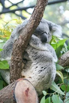 Koala sleep on a tree Stock Photos