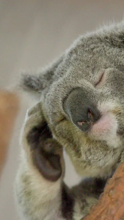 Koala Sleeping and Scratching Head in South West Rocks Australia Stock Footage 340190883