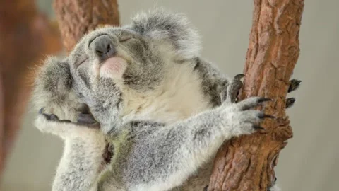 Koala Sleeping and Scratching on a Tree in New South Wales Stock Footage 340194729
