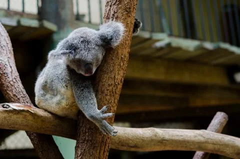 Koala sleeping on a branch Stock-Fotos