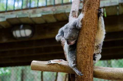 Koala sleeping on a branch Stock Photos