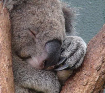 Koala sleeping close Stock Photos
