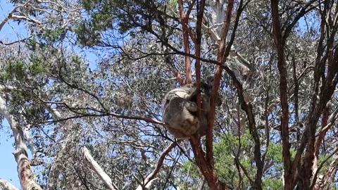 Koala Sleeping at a conservation sanctuary Stock Footage 229457576