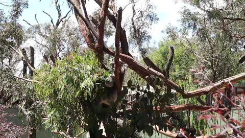 Koala Sleeping at a conservation sanctuary Stock Footage 229457584