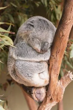 Koala sleeping curled up in the fork of a tree with eucalyptus leaves around it Foto stock
