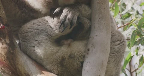 Koala Sleeping, Details, Close Up 스톡 동영상 330210701