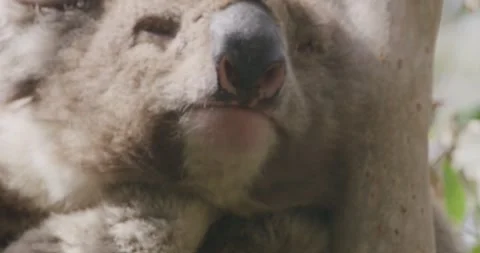 Koala Sleeping in Eucalyptus Tree, Extremely Close Up Vídeos de archivo 330207388
