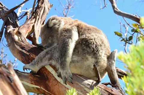 Koala sleeping on the  eucalyptus tree in nature Australia Stock Photos