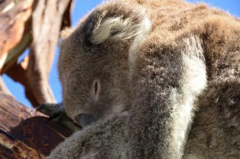 Koala sleeping on the  eucalyptus tree in nature Australia Stock Photos