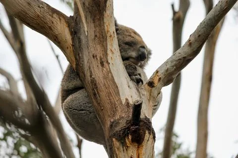 Koala Sleeping in Eucalyptus Tree - September 19, 2011 Stock Photos