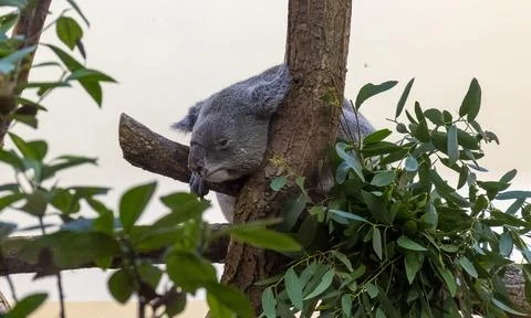 Koala sleeping on a eucalyptus tree surrounded by green leaves Stock Photos