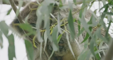 Koala Sleeping, Hidden Behind The Leaves, 8K Видео 334013460