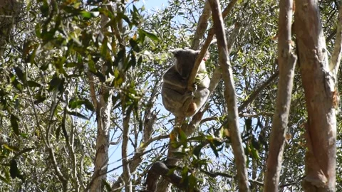 A koala sleeping high in a eucalyptus tree in Queensland, Australia. Stock Footage 204951629