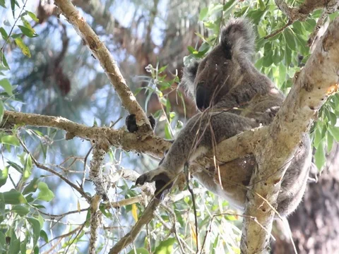 KOALA SLEEPING IN MELACEUCA Stock Footage 100052100