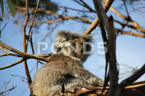 Koala sleeping with open eyes Stock Photos