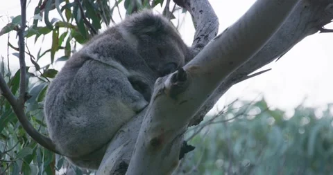Koala Sleeping Safely on Eucalyptus Branch Stock Footage 316873449