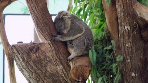 Koala is sleeping in a tree. Concept of animals in the zoo. Pattaya Zoo Stock Photos